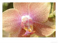 Orchids