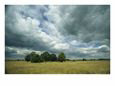 Cloud-Filled Sky over a Cluster of Trees in a Grassy Field