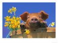 Pig with Daffodils in Bushel