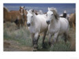 Horses from Sombrero Herd Walking in Grass