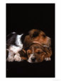 Basset Hound Puppies Sleeping