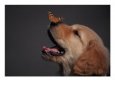 Golden Retriever with Butterfly on His Nose