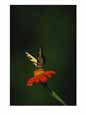 A Swallowtail Butterfly on a Flower