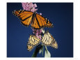 Male and Female Monarch Butterflies