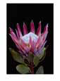 A Tropical Flower