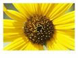 Close View of a Sunflower