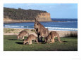 Group of Kangaroos Grazing, Australia