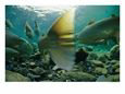 Atlantic Salmon Swimming Upriver to Spawn