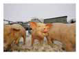 Young Pigs in a Snowy Pen