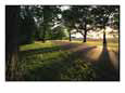 Shadows on a Rural Tree-Lined Road