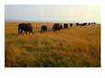 A Line of African Elephants March Through Savanna Grass
