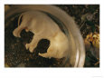 A View of an Elephant Fetus from a Culled Female