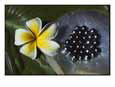 Black Pearls and Hibiscus Flower