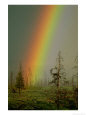 A Brilliantly Colored Rainbow Ends in a Barren Forest in the Madison River Valley