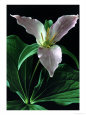 Trillium Natum