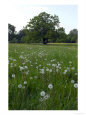 Oak Tree (Quercus) in Meadow with Dandelion Seedheads