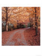 Road Covered with Fall Foliage, Athens, Ohio