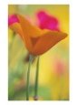 California Poppy