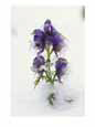 Blue Monkshood Flowers in Ice, Berchtesgaden National Park, Germany