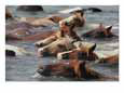 Wild Chincoteague Ponies Swim the Assateague Channel to Auction