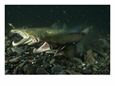 Atlantic Salmon Releasing Milt and Eggs in a Spawning Bed