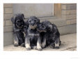 Three Schnauzer Puppies Sitting Together, Canada