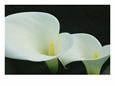 Close View of a Pair of Calla Lilies