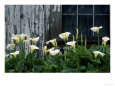 Calla Lillies Growing Outside Window