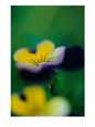 A Johnny-Jump-Up Violet