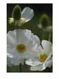 Close View of White Flowers in Bloom