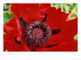 Papaver Orientale (Goliath Group) "Beauty of Livermere," Red Flower