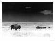 Buffalo Grazing, Buffalo Gap Nat Grassland, SD