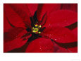 A Close View of Dew Drops on a Poinsettia Plant