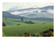 New Zealand Pastoral