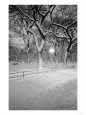 Snow Covered Promenade, Central Park