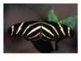 Zebra Longwing Butterfly
