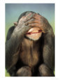 Chimpanzee Covering His Eyes