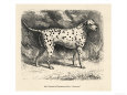 Mr. Fawdrys Dalmation Dog Captain