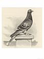Messenger Pigeon with Message Strapped to Foot
