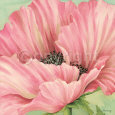Pink Poppy Flower Head