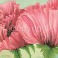 Pink Poppy Buds