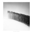 Forest Edge, Hokuto, Hokkaido, Japan, 2004