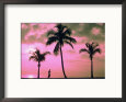 Silhouette of a Runner and Palm Trees