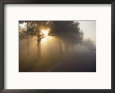 Sun Shining Through Trees Along Foggy Road