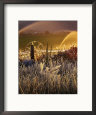 Morning Frost, Autumn, Ketchum, Idaho