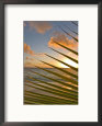Tropical Sunrise Through Palm Branch, Lani Kai, HI