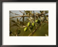 Olives, Tuscany, Italy