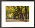 People Walking Through Central Park in Autumn, NYC