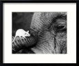 Mouse Crawls up Elephants Trunk