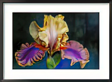 Bearded Iris, Rochester, Michigan, USA